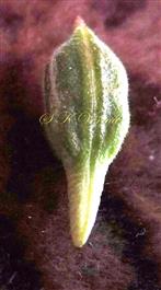 Capsule